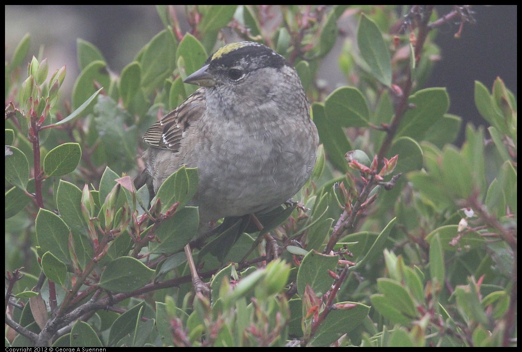 0417-092945-01.jpg - Golden-crowned Sparrow