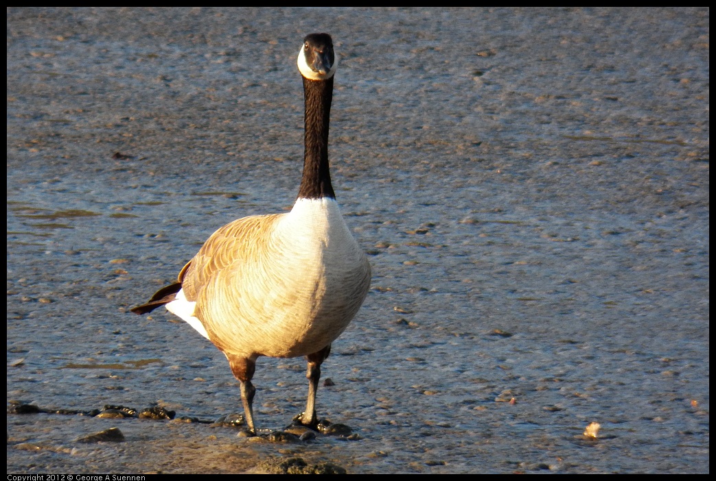 0418-070807-01.jpg - Canada Goose