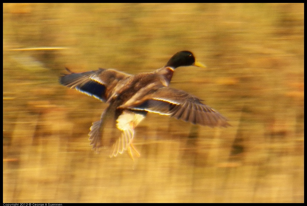 0418-070820-01.jpg - Mallard