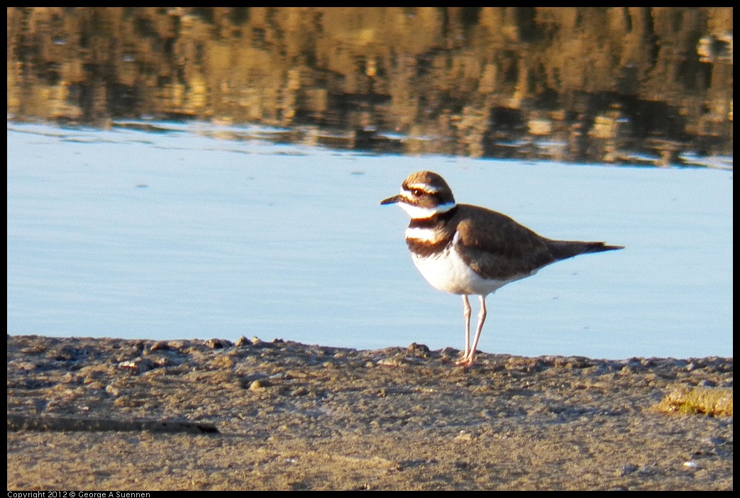 0418-070939-01.jpg - Killdeer