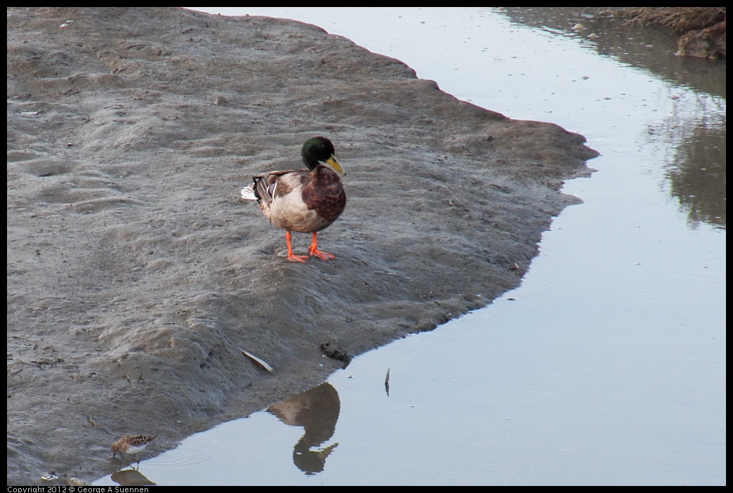 0418-071316-01.jpg - Mallard