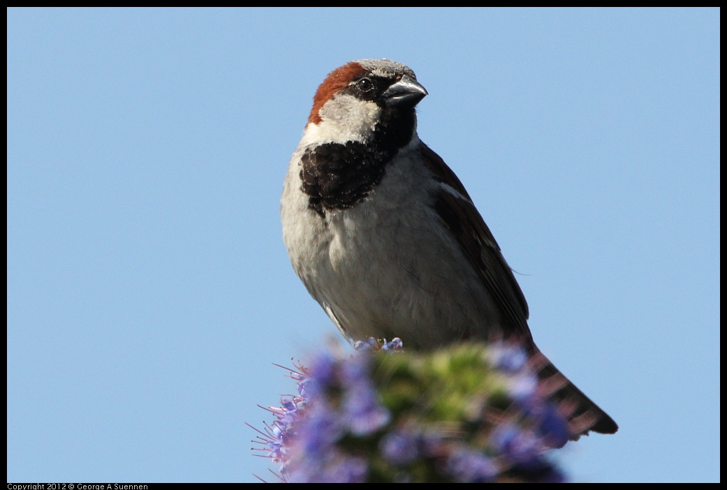 0418-143709-02.jpg - European House Sparrow