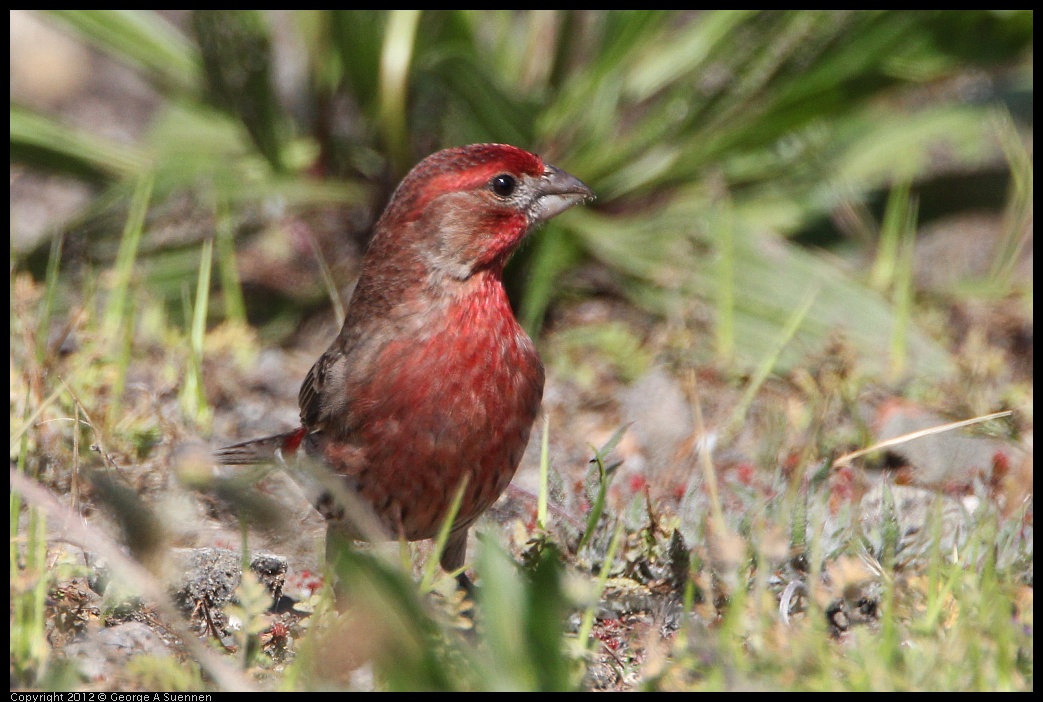 0418-144252-03.jpg - House Finch