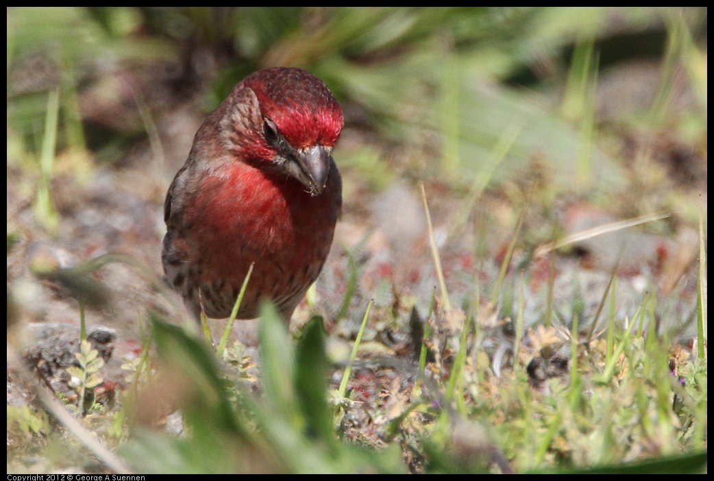 0418-144255-02.jpg - House Finch