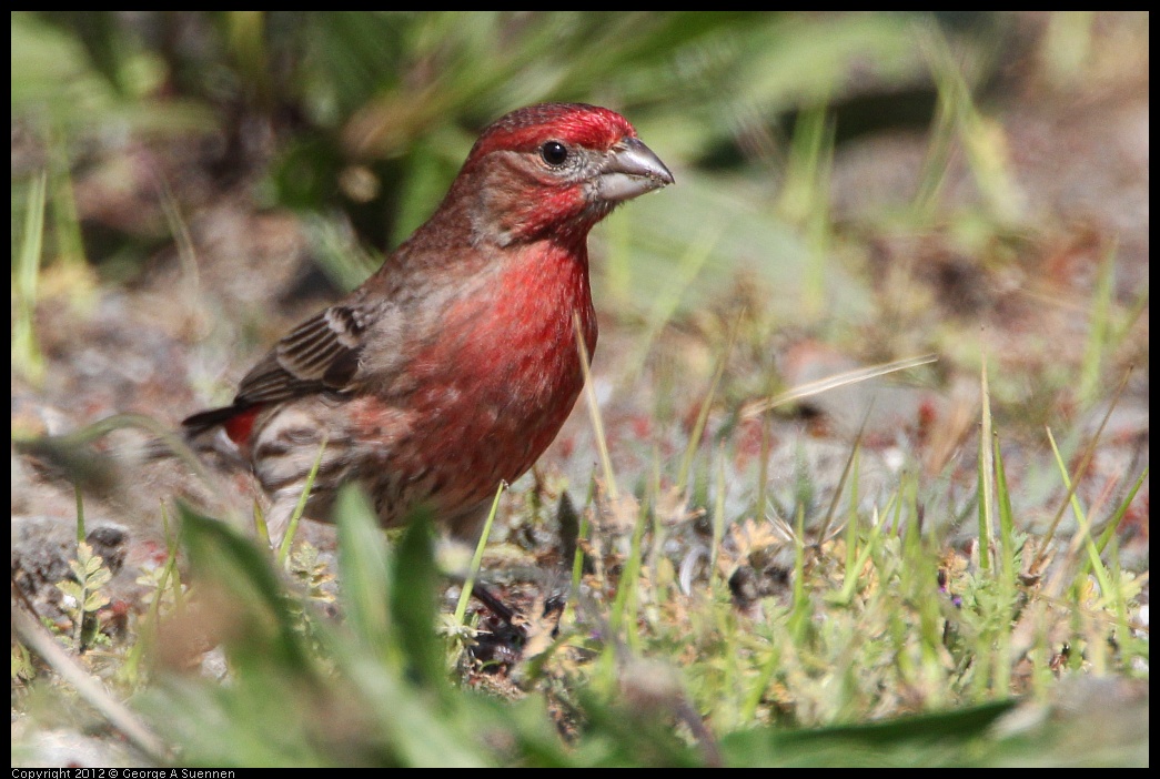 0418-144255-04.jpg - House Finch