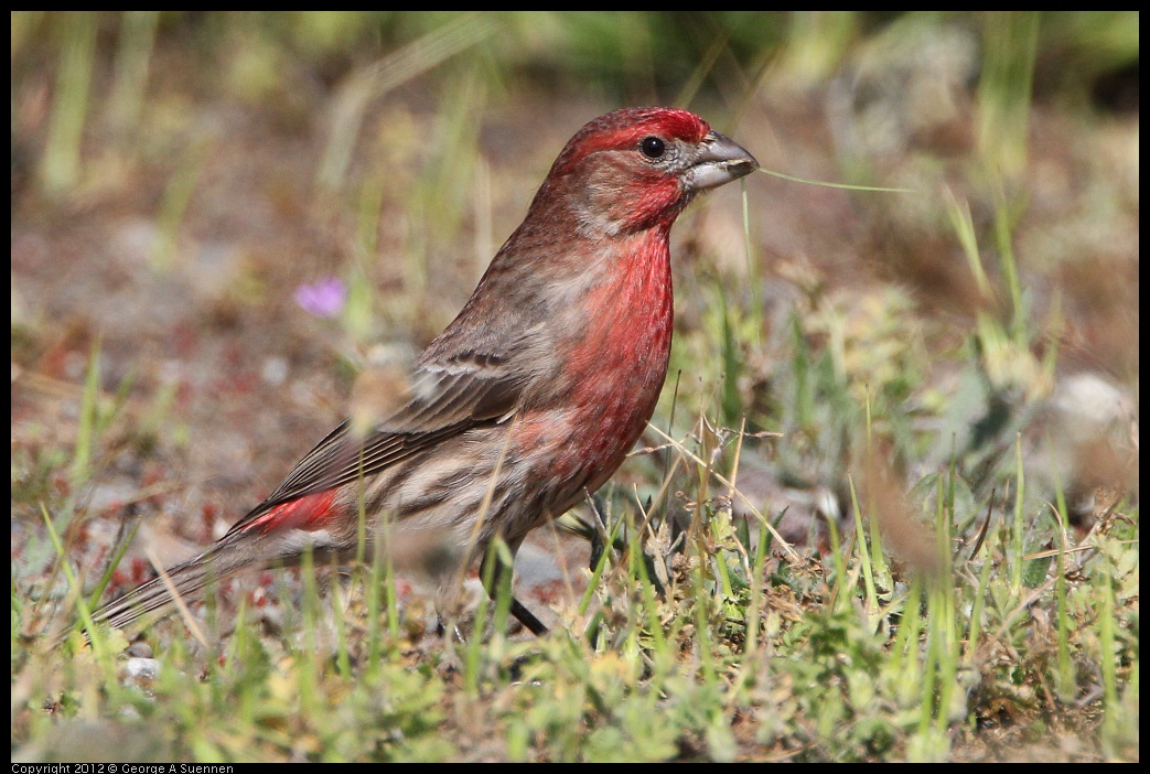 0418-144311-03.jpg - House Finch