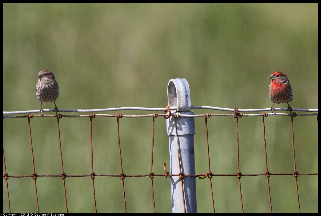 0418-144350-01.jpg - House Finch