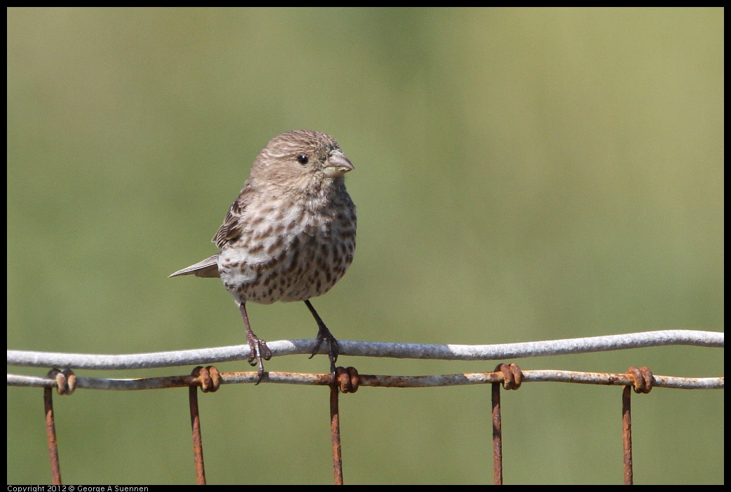 0418-144416-01.jpg - House Finch