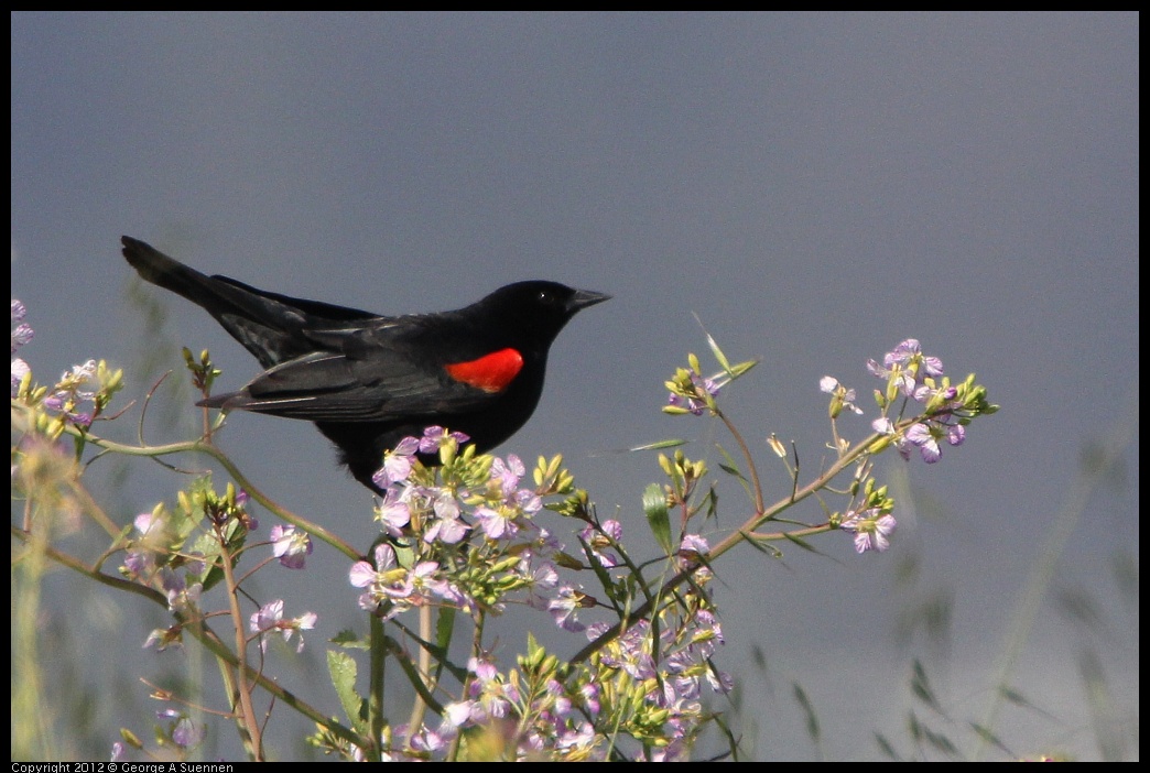 0418-144525-01.jpg - Red-winged Blackbird