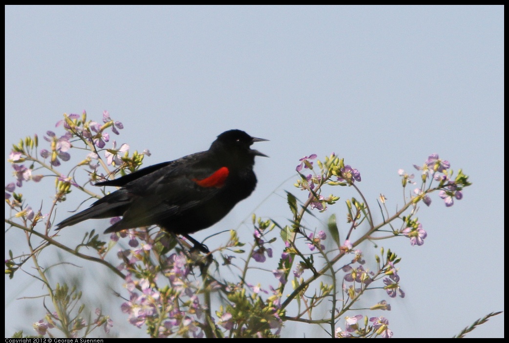 0418-144602-03.jpg - Red-winged Blackbird