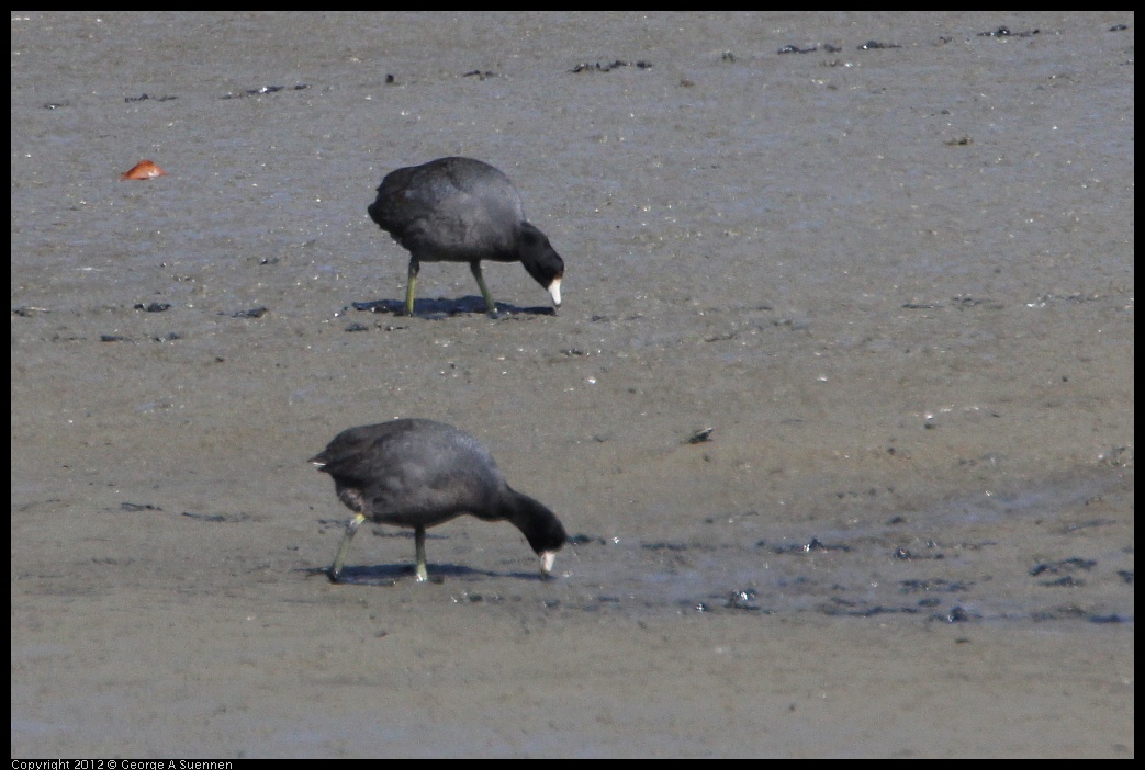 0418-144921-01.jpg - American Coot