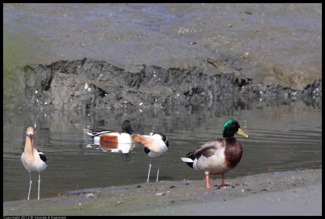 0418-144933-01.jpg - Mallard, American Avocet, and Northern Shoveler