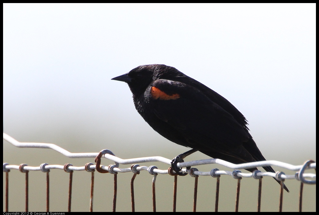 0418-145303-01.jpg - Red-winged Blackbird