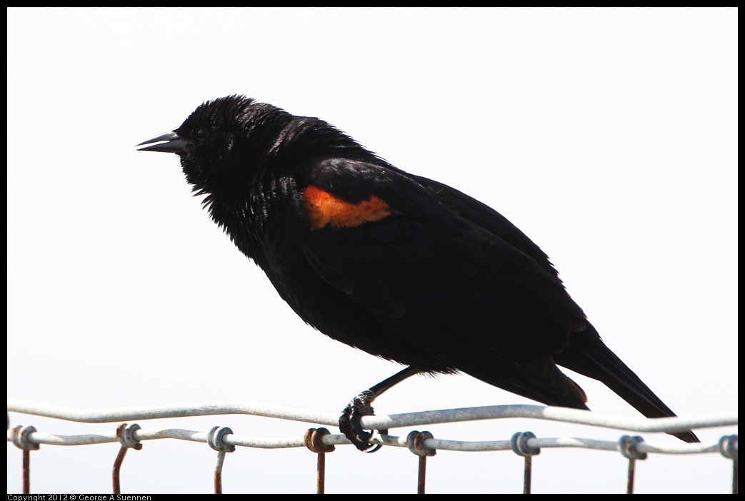 0418-145324-01.jpg - Red-winged Blackbird