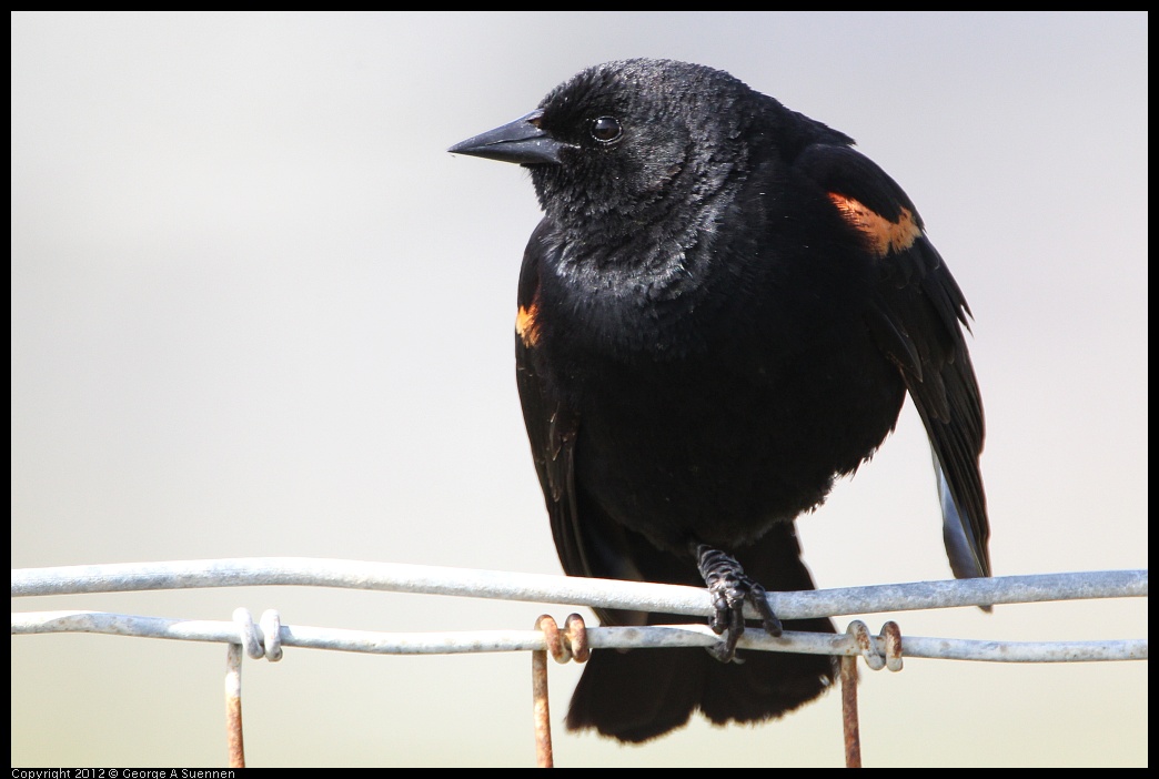 0418-145352-01.jpg - Red-winged Blackbird