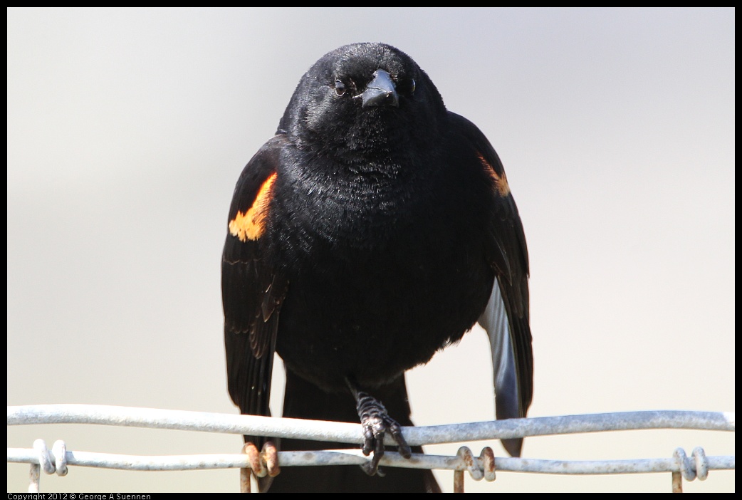 0418-145356-01.jpg - Red-winged Blackbird