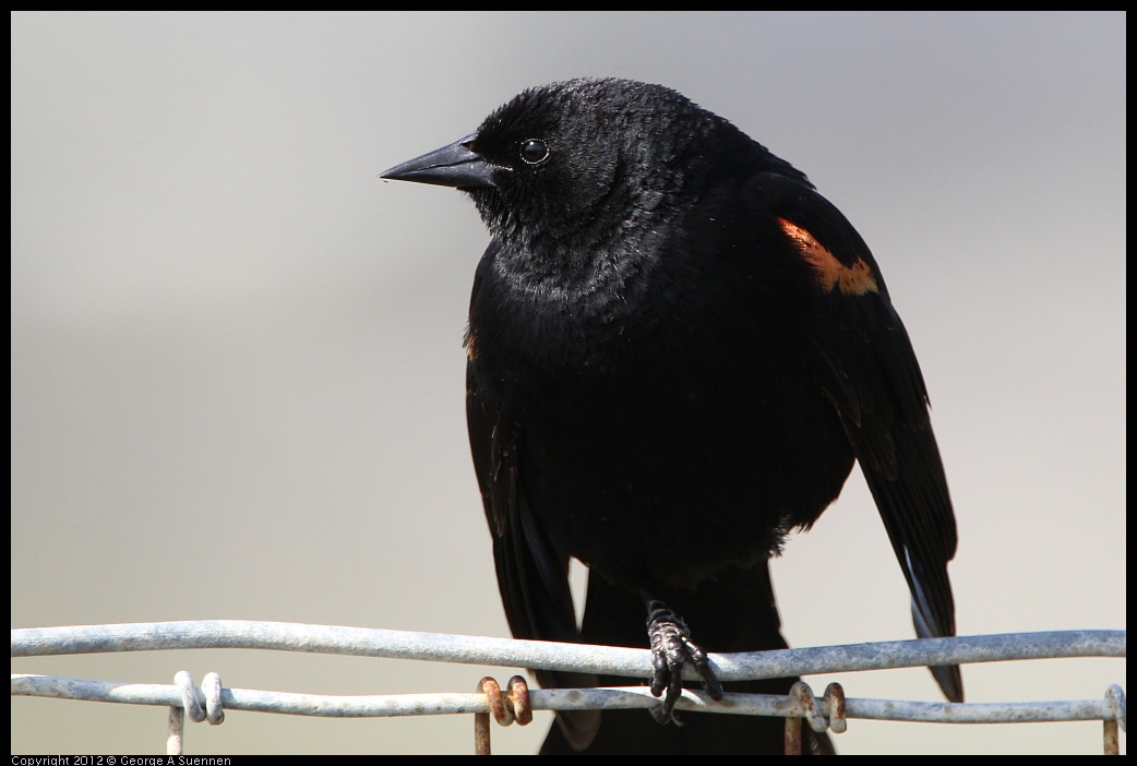 0418-145358-01.jpg - Red-winged Blackbird