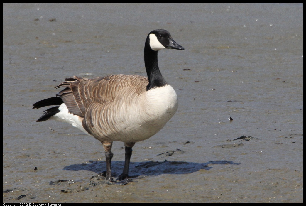 0418-150203-01.jpg - Canada Goose