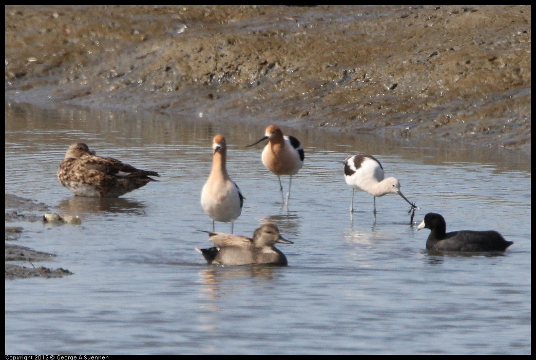 0418-150353-02.jpg - Gadwall, Coot, Avocet, Mallard