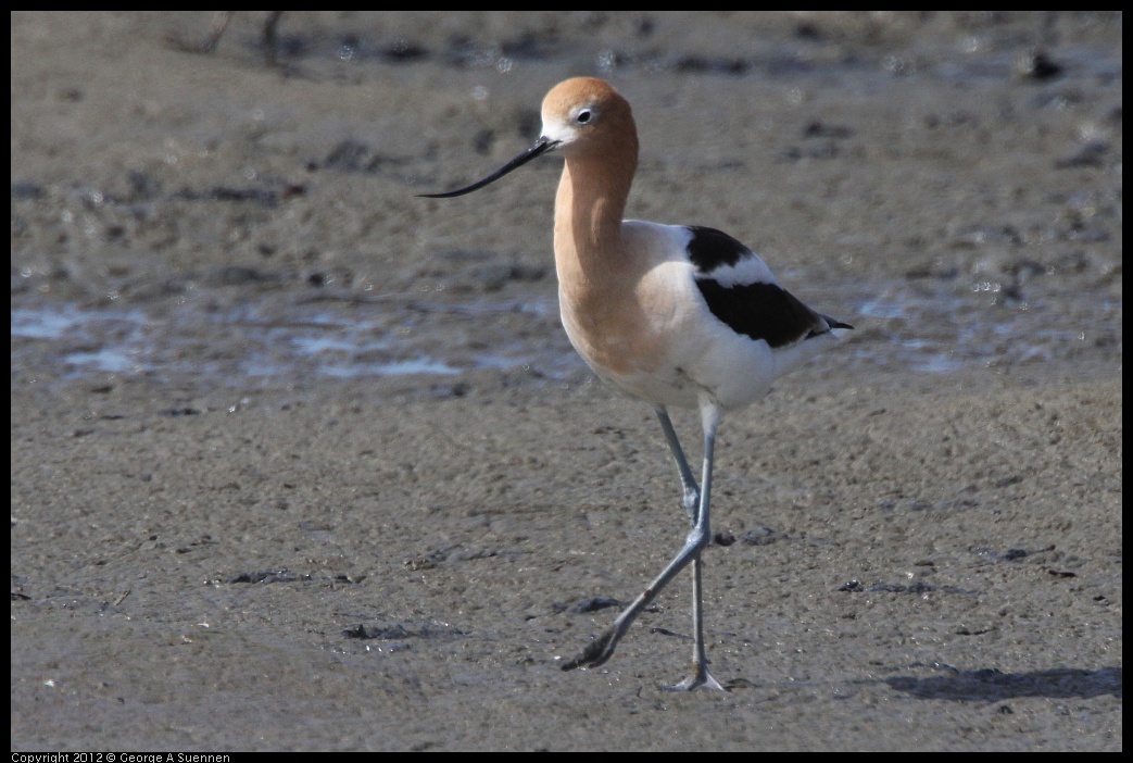 0418-150513-01.jpg - American Avocet