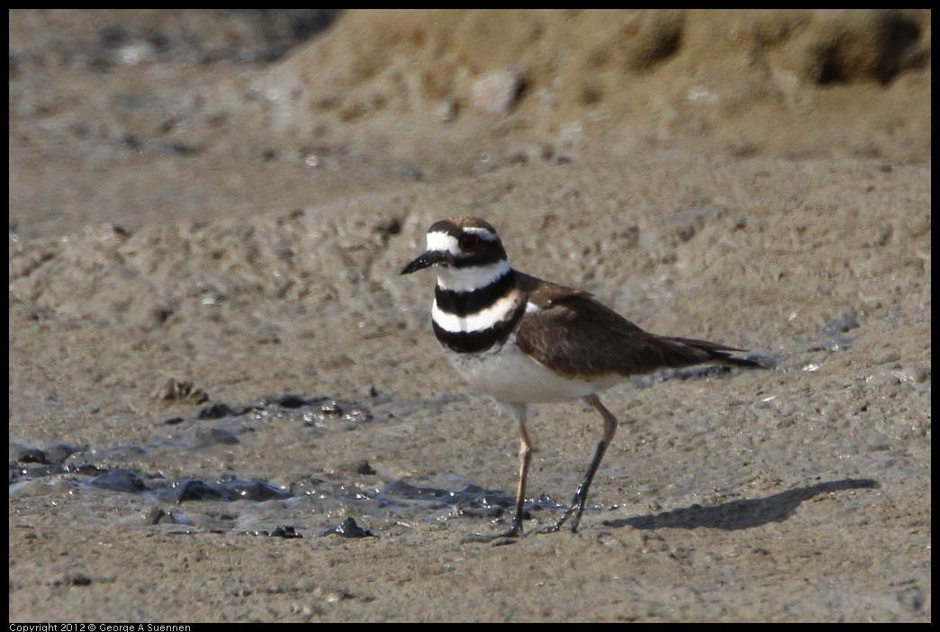 0418-150514-02.jpg - Killdeer