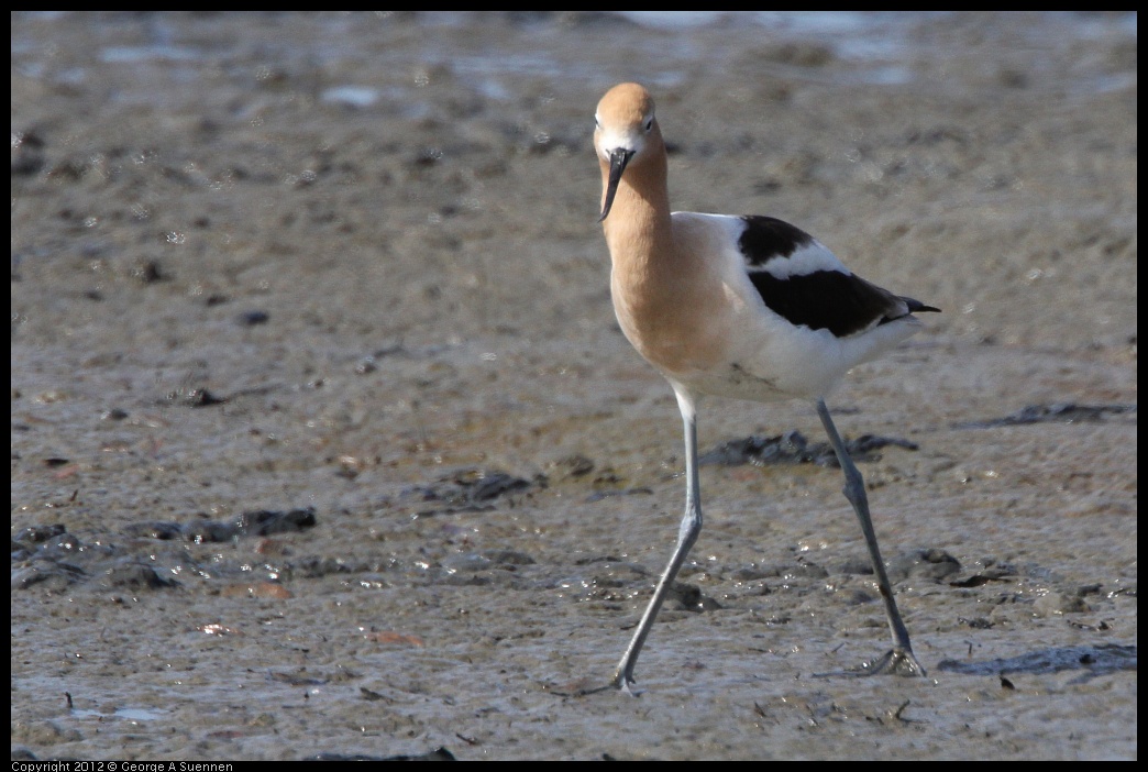 0418-150518-02.jpg - American Avocet