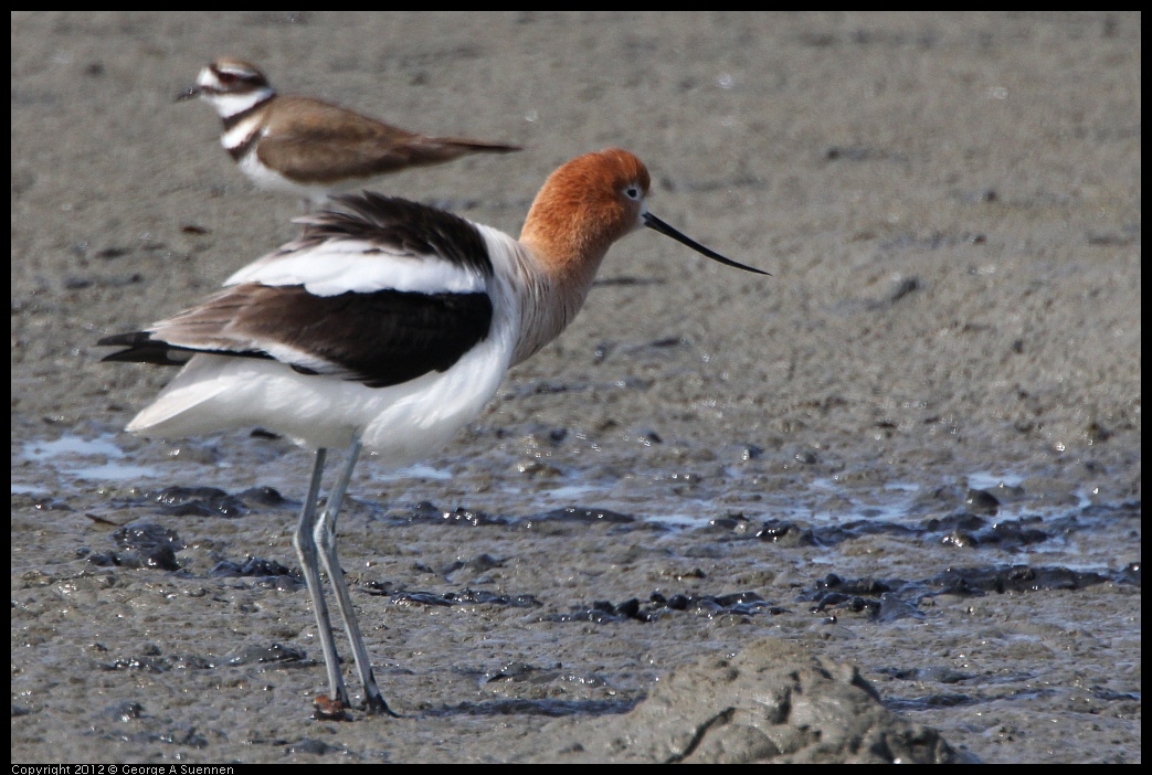 0418-150527-03.jpg - American Avocet