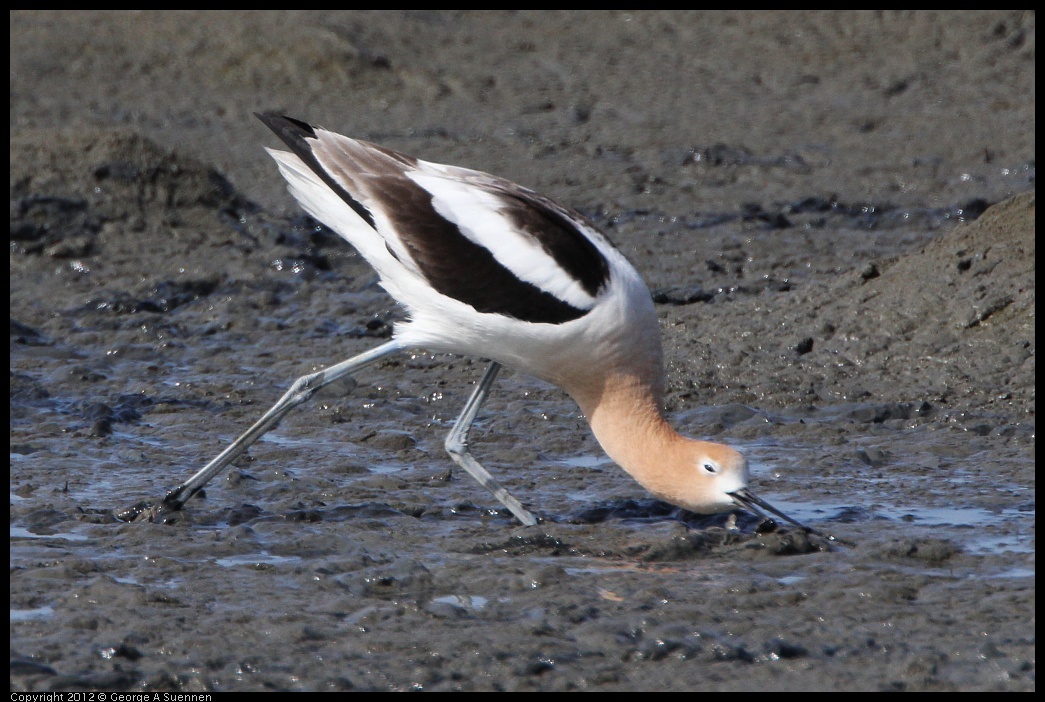 0418-150531-02.jpg - American Avocet