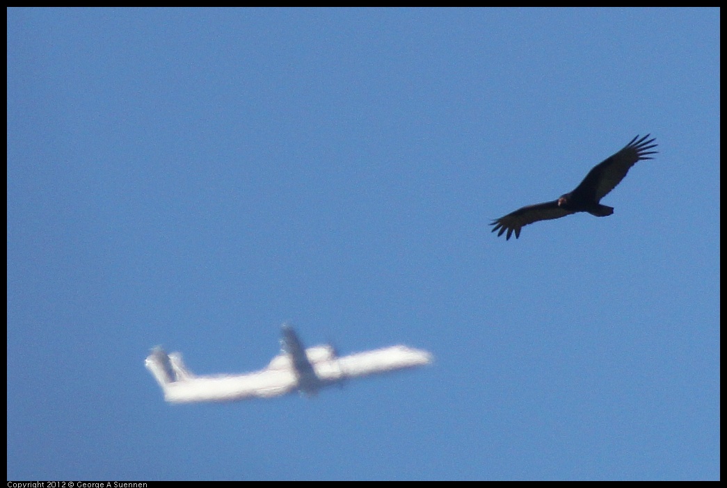 0420-081725-04.jpg - Turkey Vulture