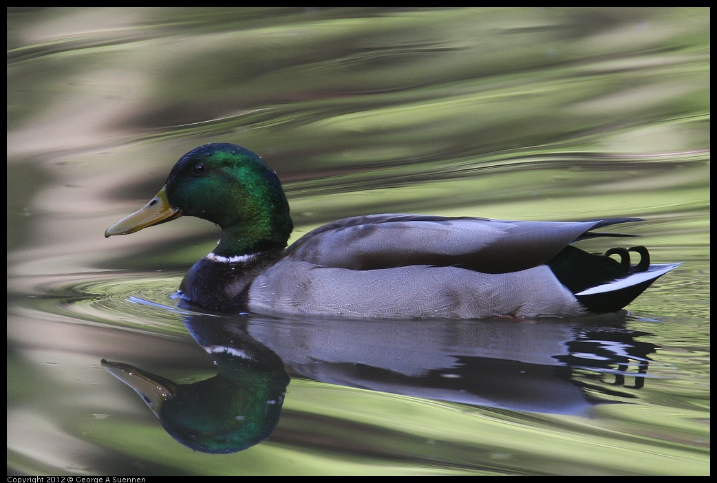 0420-083546-01.jpg - Mallard