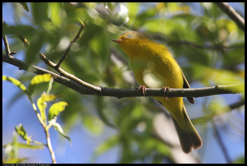 0420-083821-01.jpg - Wilson's Warbler