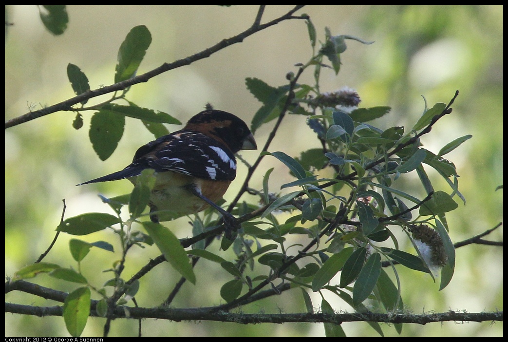 0420-085051-01.jpg - Black-headed Grosbeak