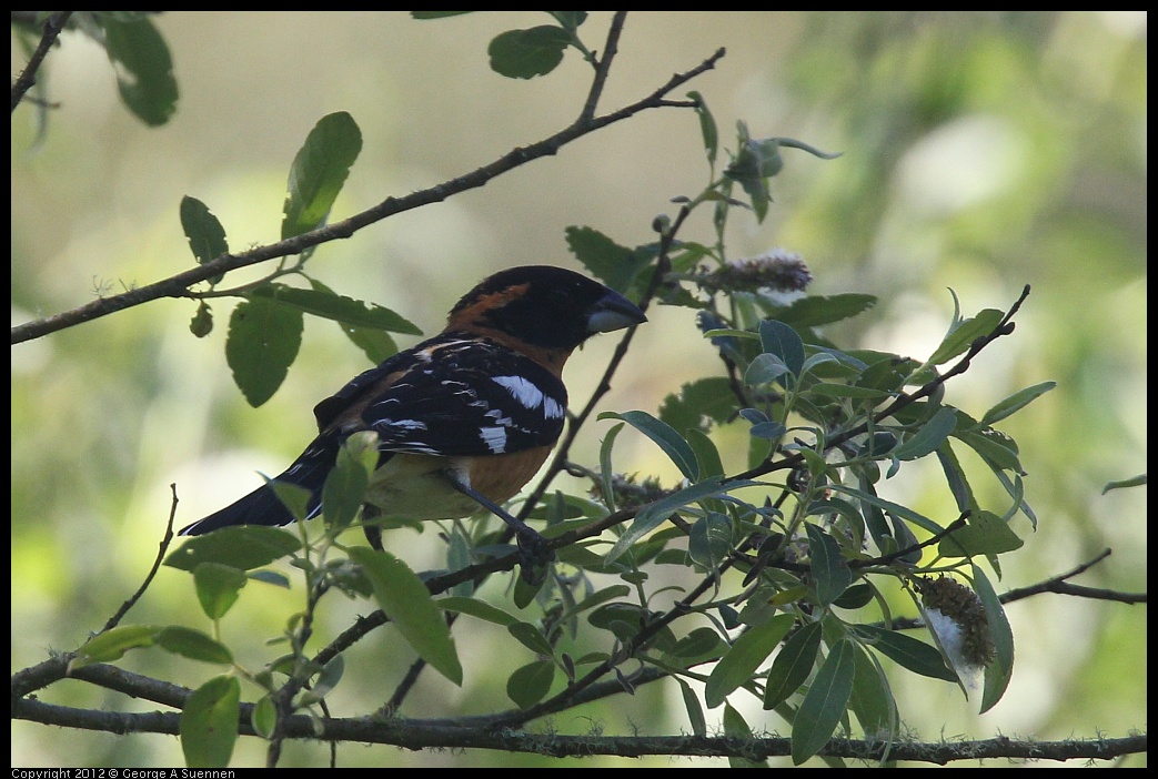 0420-085052-04.jpg - Black-headed Grosbeak