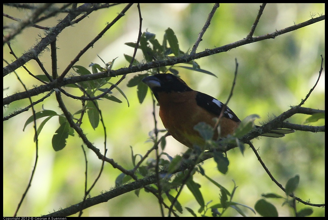 0420-085104-01.jpg - Black-headed Grosbeak