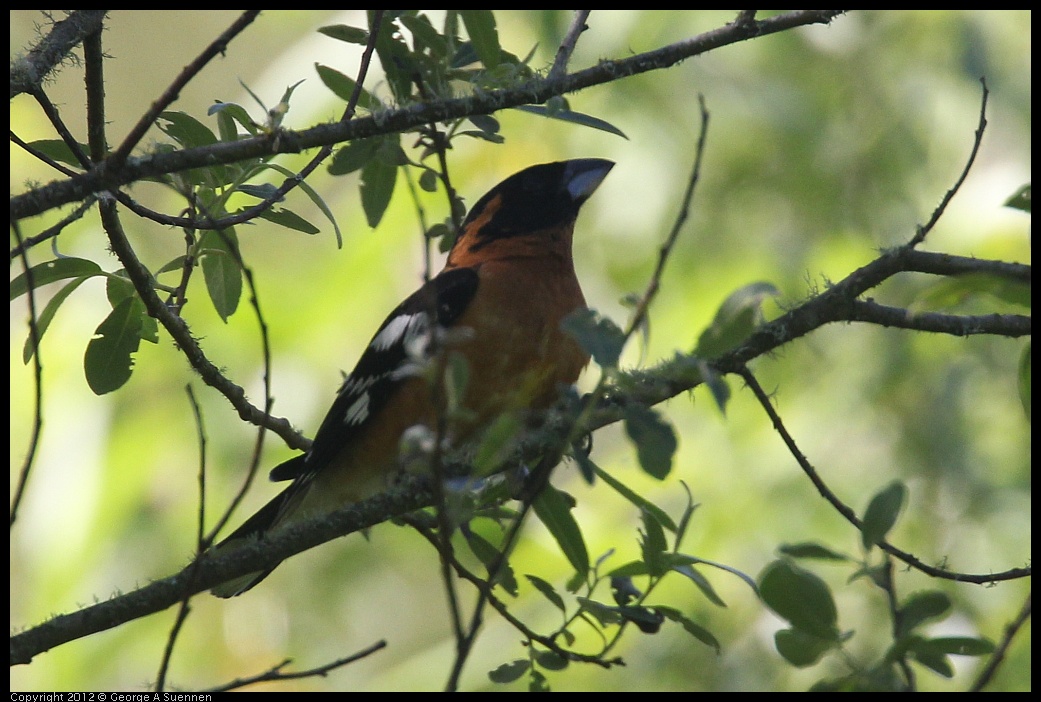 0420-085107-06.jpg - Black-headed Grosbeak