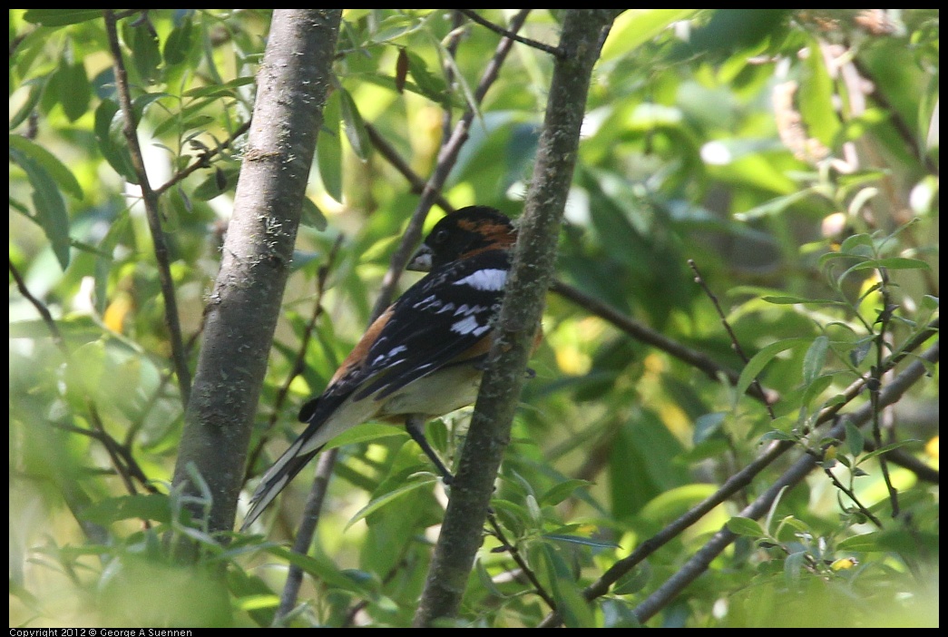 0420-085116-01.jpg - Black-headed Grosbeak