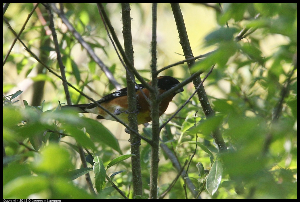 0420-085155-03.jpg - Black-headed Grosbeak