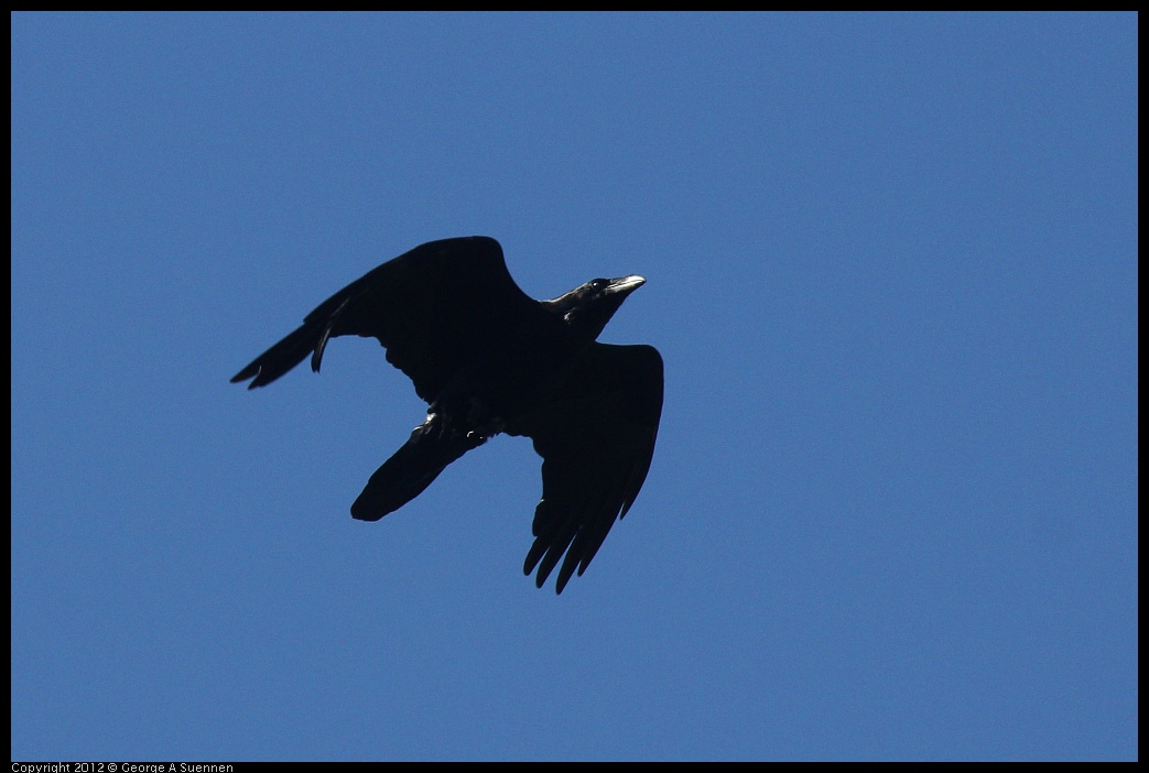 0420-085839-05.jpg - Common Raven