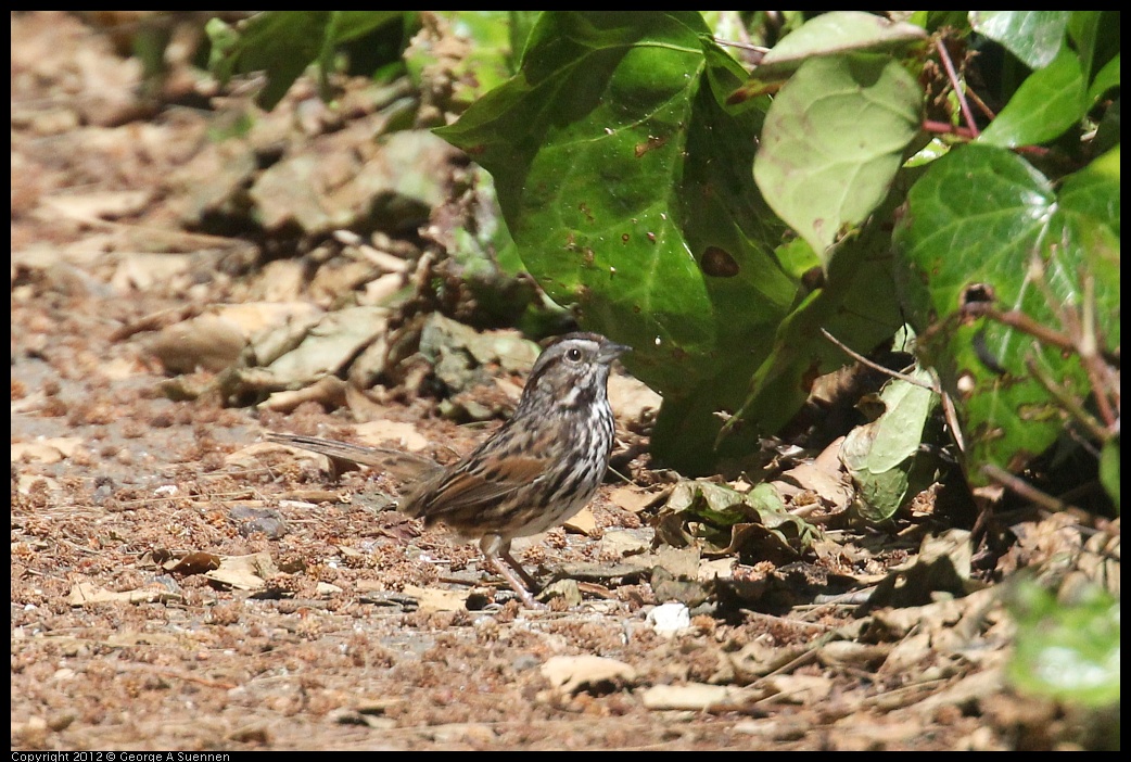 0421-101555-01.jpg - Song Sparrow