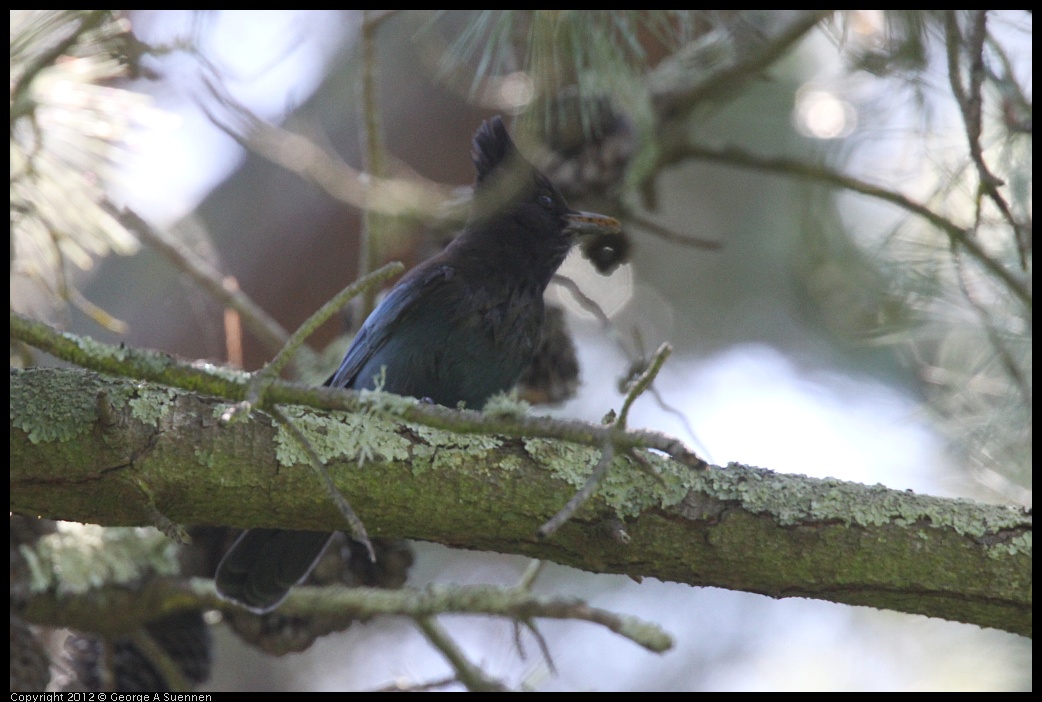 0421-102155-01.jpg - Stellar Jay