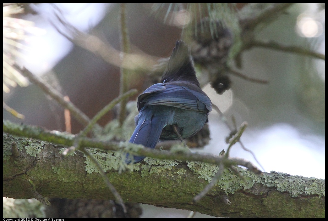 0421-102157-03.jpg - Stellar Jay