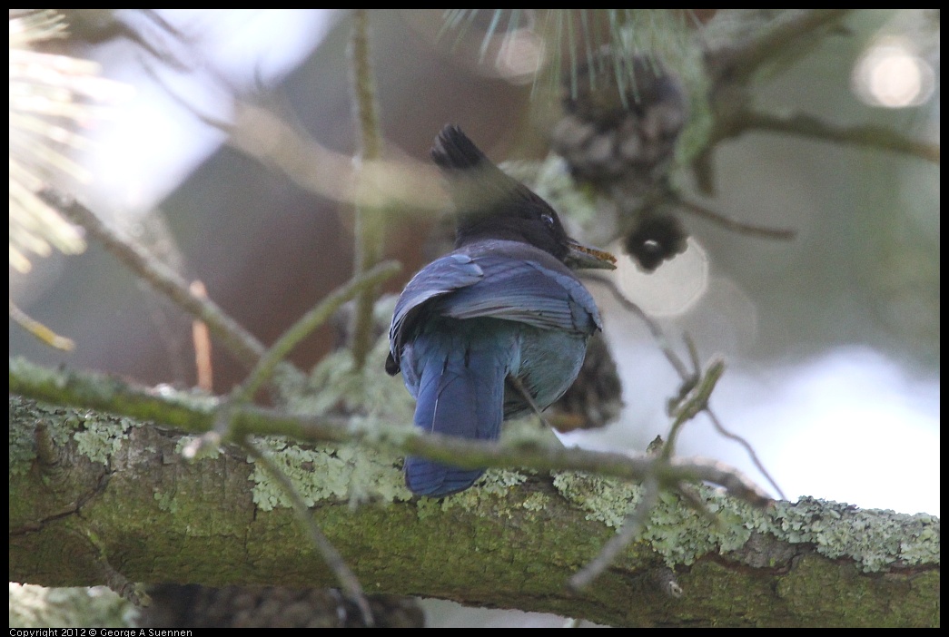 0421-102201-01.jpg - Stellar Jay