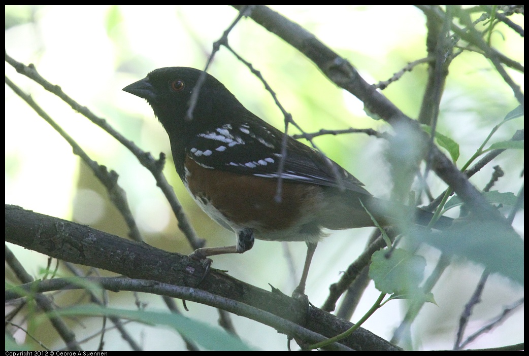 0421-102942-02.jpg - Spotted Towhee