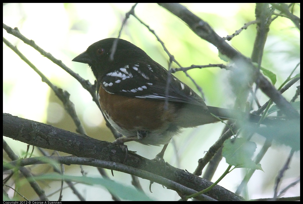 0421-102944-02.jpg - Spotted Towhee