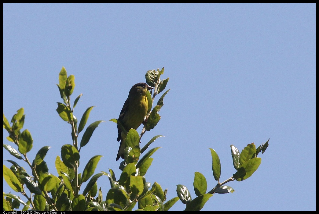 0421-104056-01.jpg - Lesser Goldfinch