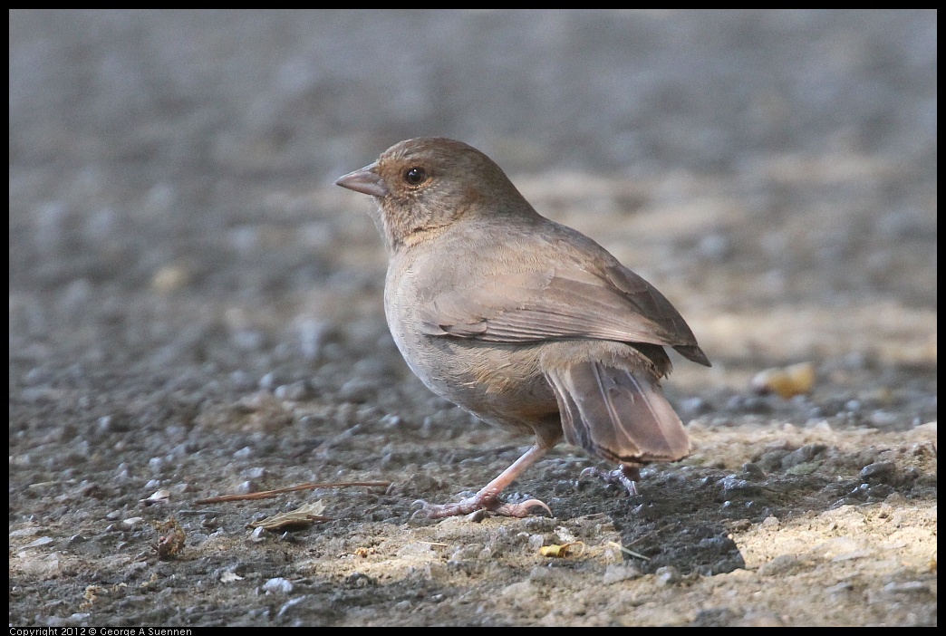 0421-105318-02.jpg - California Towhee