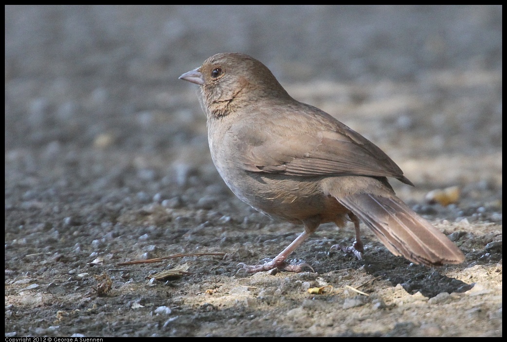 0421-105321-03.jpg - California Towhee