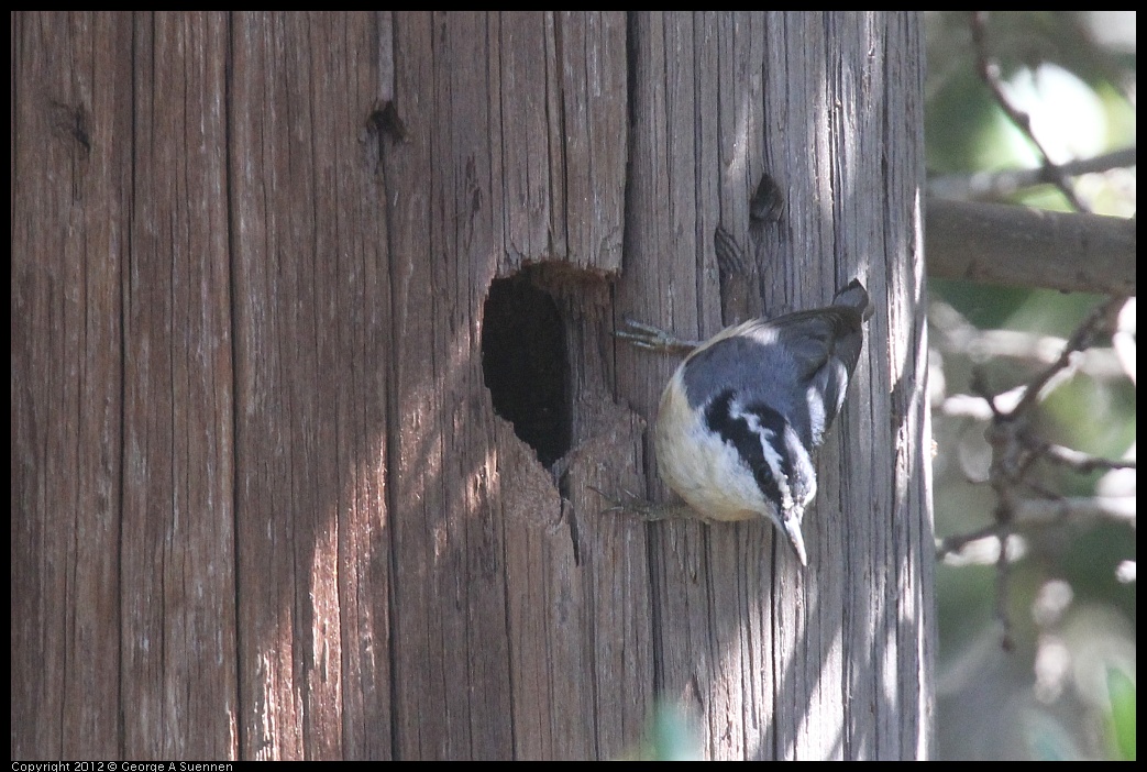 0421-105929-03.jpg - Red-breasted Nuthatch