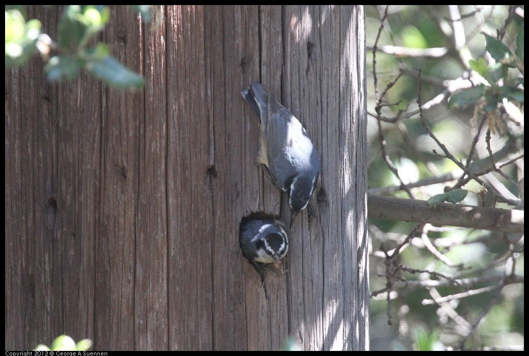 0421-110036-02.jpg - Red-breasted Nuthatch