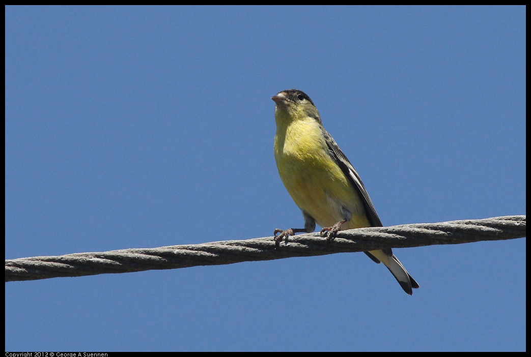 0421-110356-01.jpg - Lesser Goldfinch